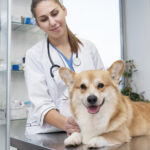 veterinarian-taking-care-pet-dog